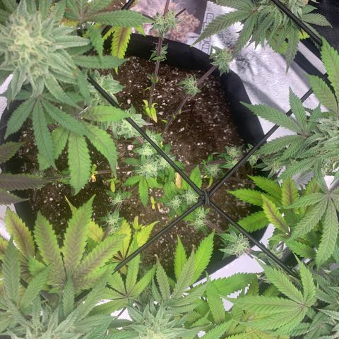 Gelato 45 growlog timeline photo