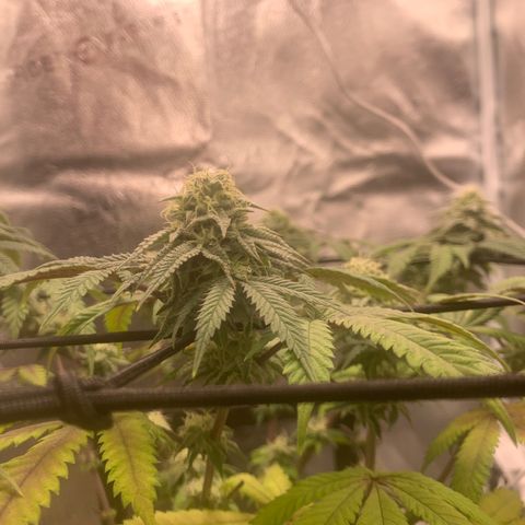 Gelato 45 growlog timeline photo