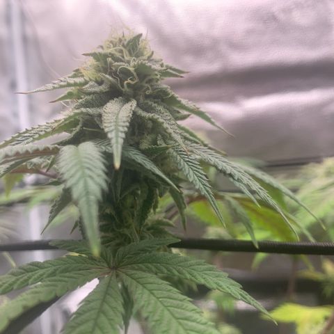 Gelato 45 growlog timeline photo