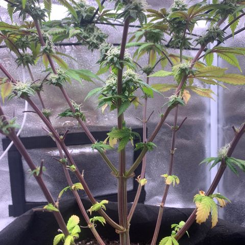 Gelato 45 growlog timeline photo