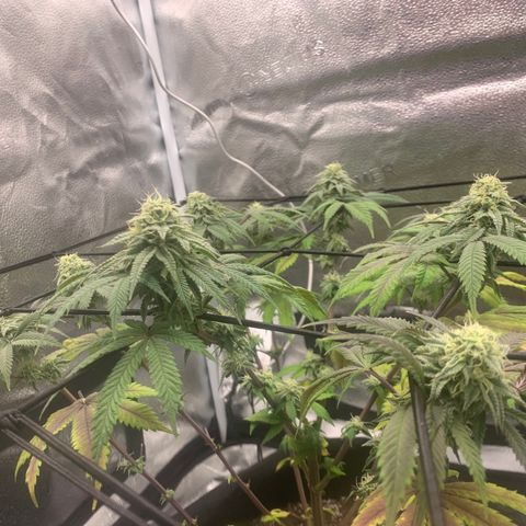 Gelato 45 growlog timeline photo