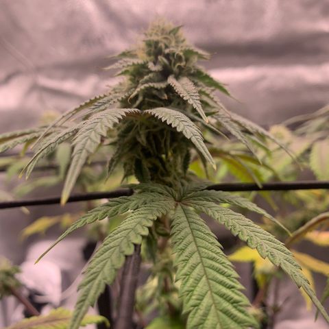 Gelato 45 growlog timeline photo