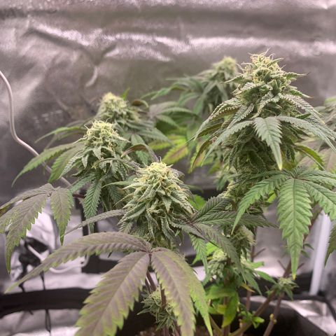Gelato 45 growlog timeline photo