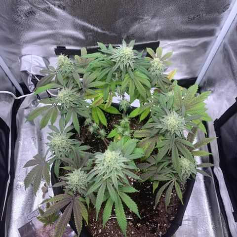 Gelato 45 growlog timeline photo