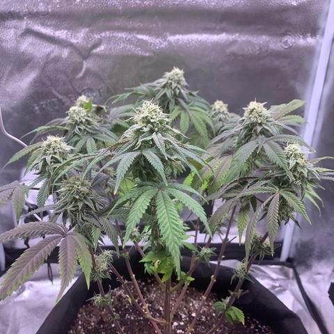 Gelato 45 growlog timeline photo