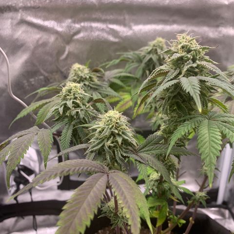 Gelato 45 growlog timeline photo