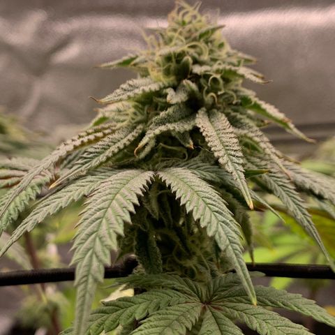 Gelato 45 growlog timeline photo