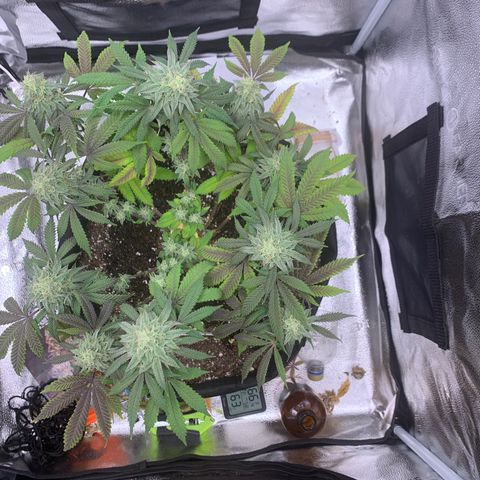 Gelato 45 growlog timeline photo