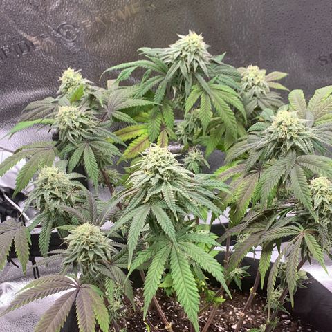 Gelato 45 growlog timeline photo