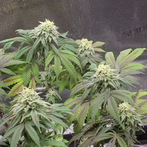 Gelato 45 growlog timeline photo