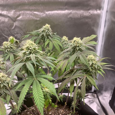 Gelato 45 growlog timeline photo