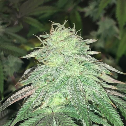 Gelato 45 growlog timeline photo