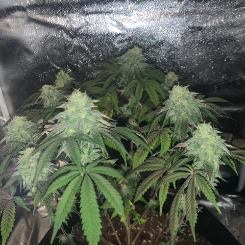 Gelato 45 growlog timeline photo