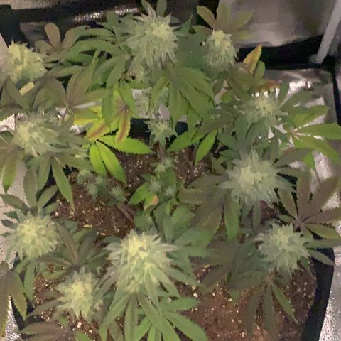 Gelato 45 growlog timeline photo