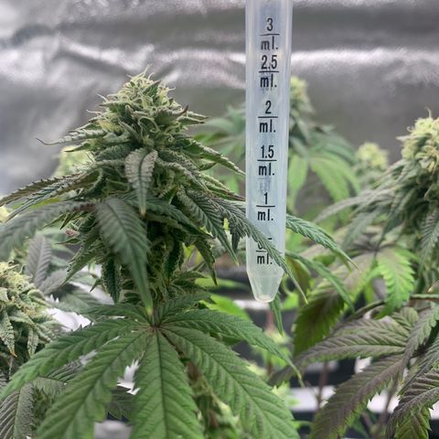 Gelato 45 growlog timeline photo
