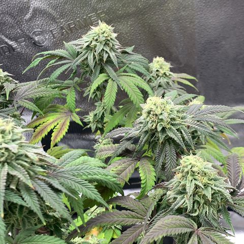 Gelato 45 growlog timeline photo