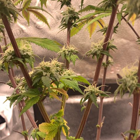 Gelato 45 growlog timeline photo