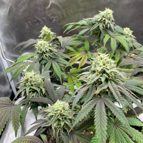 Gelato 45 growlog timeline photo