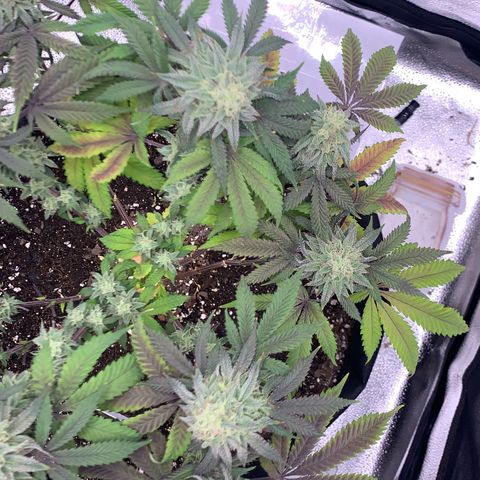 Gelato 45 growlog timeline photo