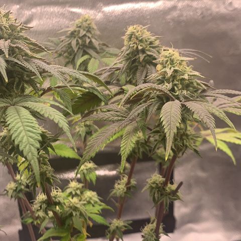 Gelato 45 growlog timeline photo