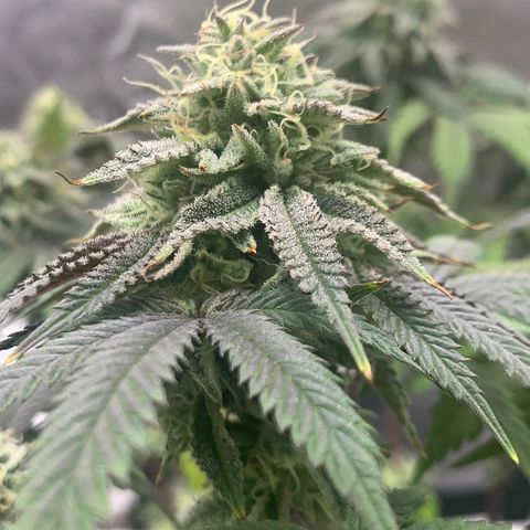 Gelato 45 growlog timeline photo