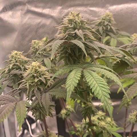 Gelato 45 growlog timeline photo