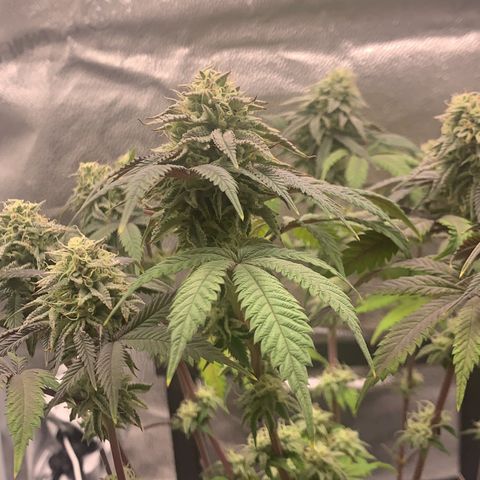 Gelato 45 growlog timeline photo