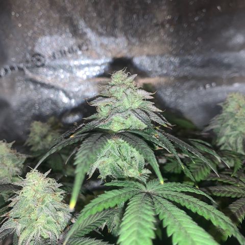 Gelato 45 growlog timeline photo