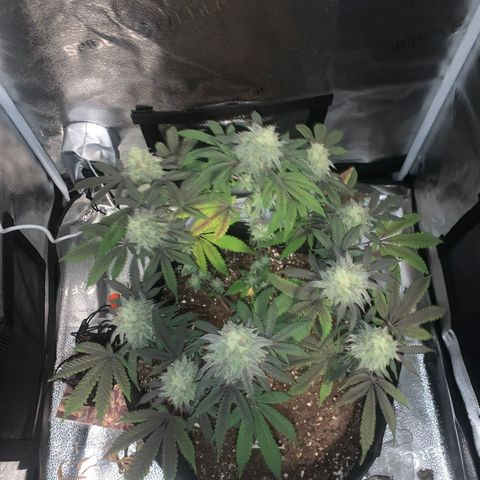 Gelato 45 growlog timeline photo