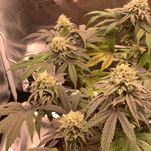 Gelato 45 growlog timeline photo