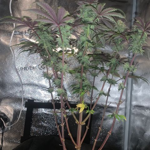 Gelato 45 growlog timeline photo