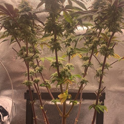 Gelato 45 growlog timeline photo