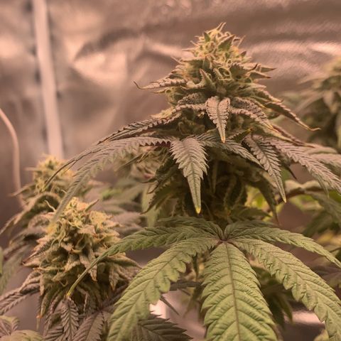 Gelato 45 growlog timeline photo