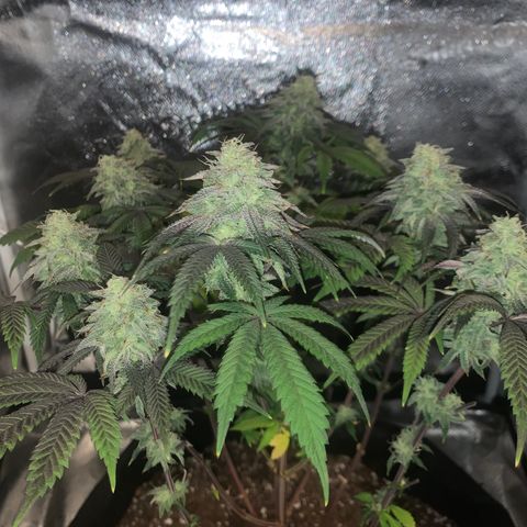 Gelato 45 growlog timeline photo
