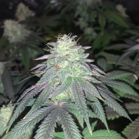 Gelato 45 growlog timeline photo