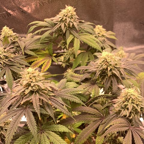 Gelato 45 growlog timeline photo