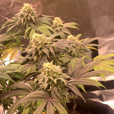 Gelato 45 growlog timeline photo