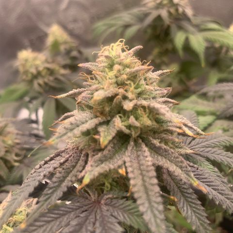 Gelato 45 growlog timeline photo