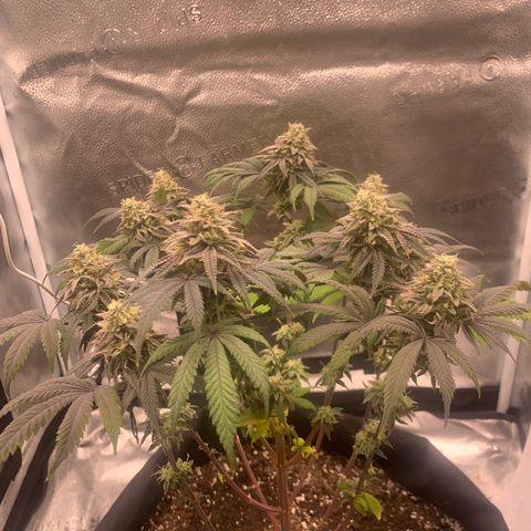 Gelato 45 growlog timeline photo