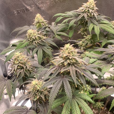 Gelato 45 growlog timeline photo