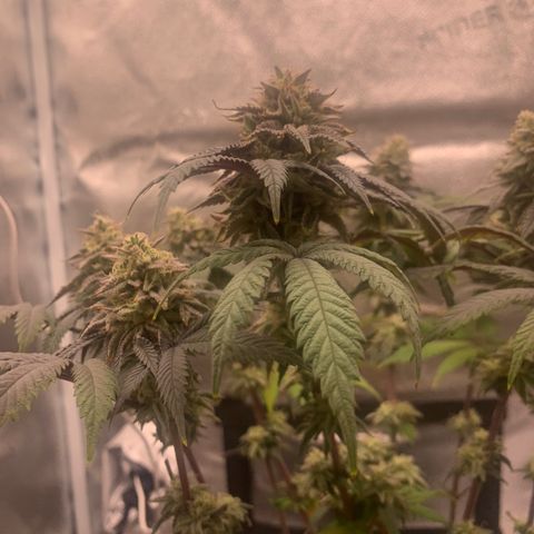 Gelato 45 growlog timeline photo