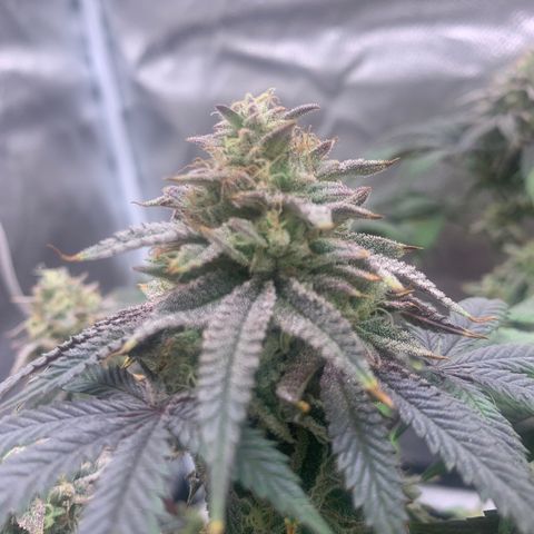 Gelato 45 growlog timeline photo