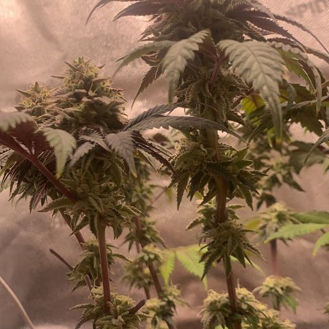 Gelato 45 growlog timeline photo