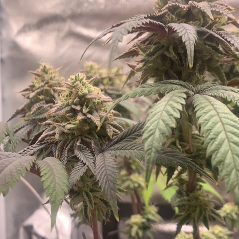Gelato 45 growlog timeline photo