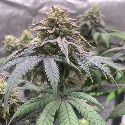 Gelato 45 growlog timeline photo