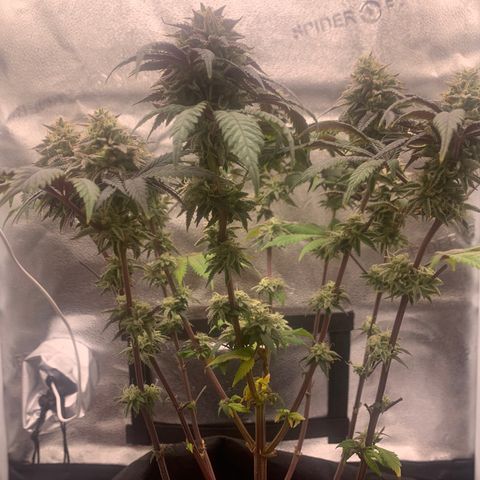 Gelato 45 growlog timeline photo