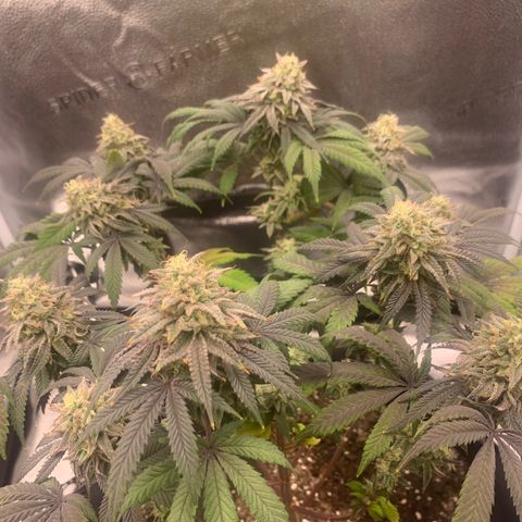 Gelato 45 growlog timeline photo