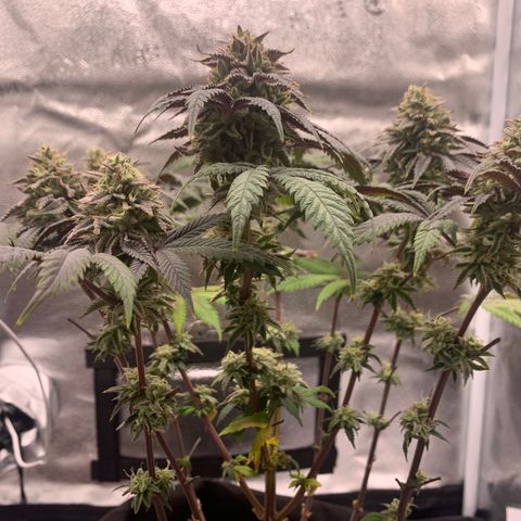 Gelato 45 growlog timeline photo