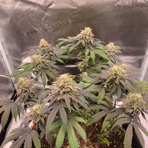 Gelato 45 growlog timeline photo