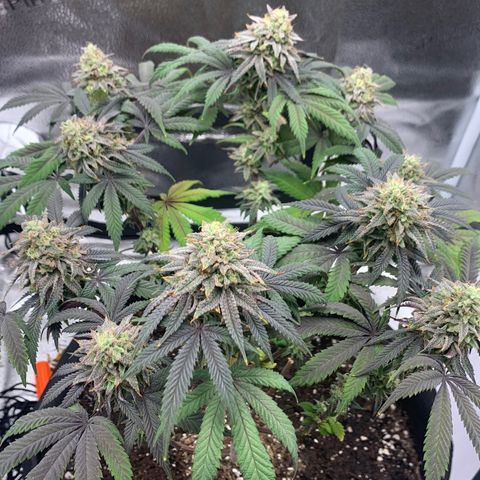 Gelato 45 growlog timeline photo